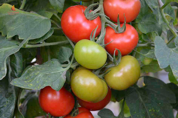 giá trị dinh dưỡng của cà chua
